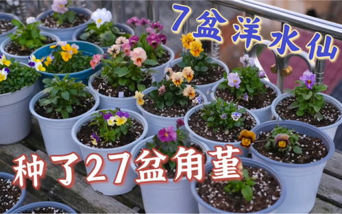 这两天是个勤劳的小花匠,种了34盆花花 27盆角堇和7盆洋水仙